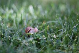 A Snail’s Pace — Photo 4 — Project 365